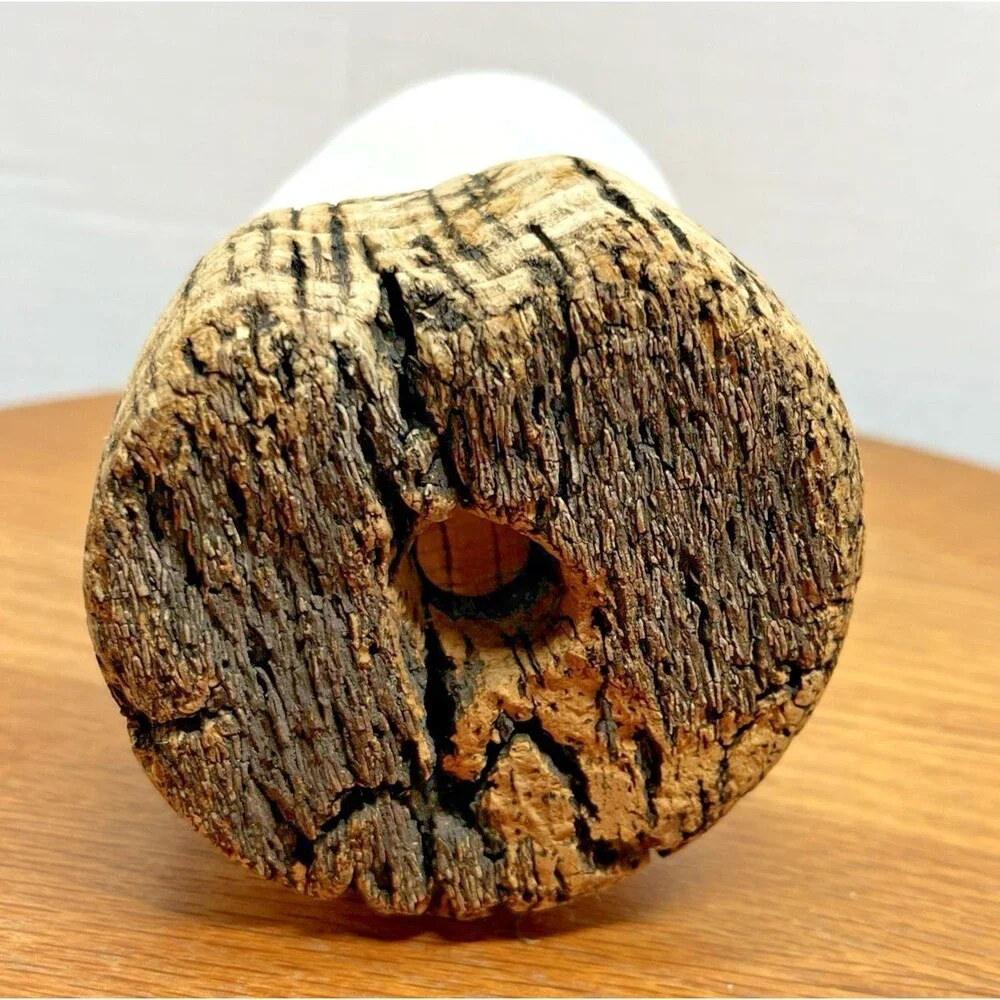 Vtg Natural Sea Moon Snail Rustic Resting Cork Base Nautical Home Decor Beach